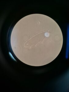 WhatsApp Image 2026-03-13 at 09.12.48