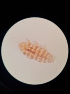 WhatsApp Image 2026-03-13 at 09.12.48652